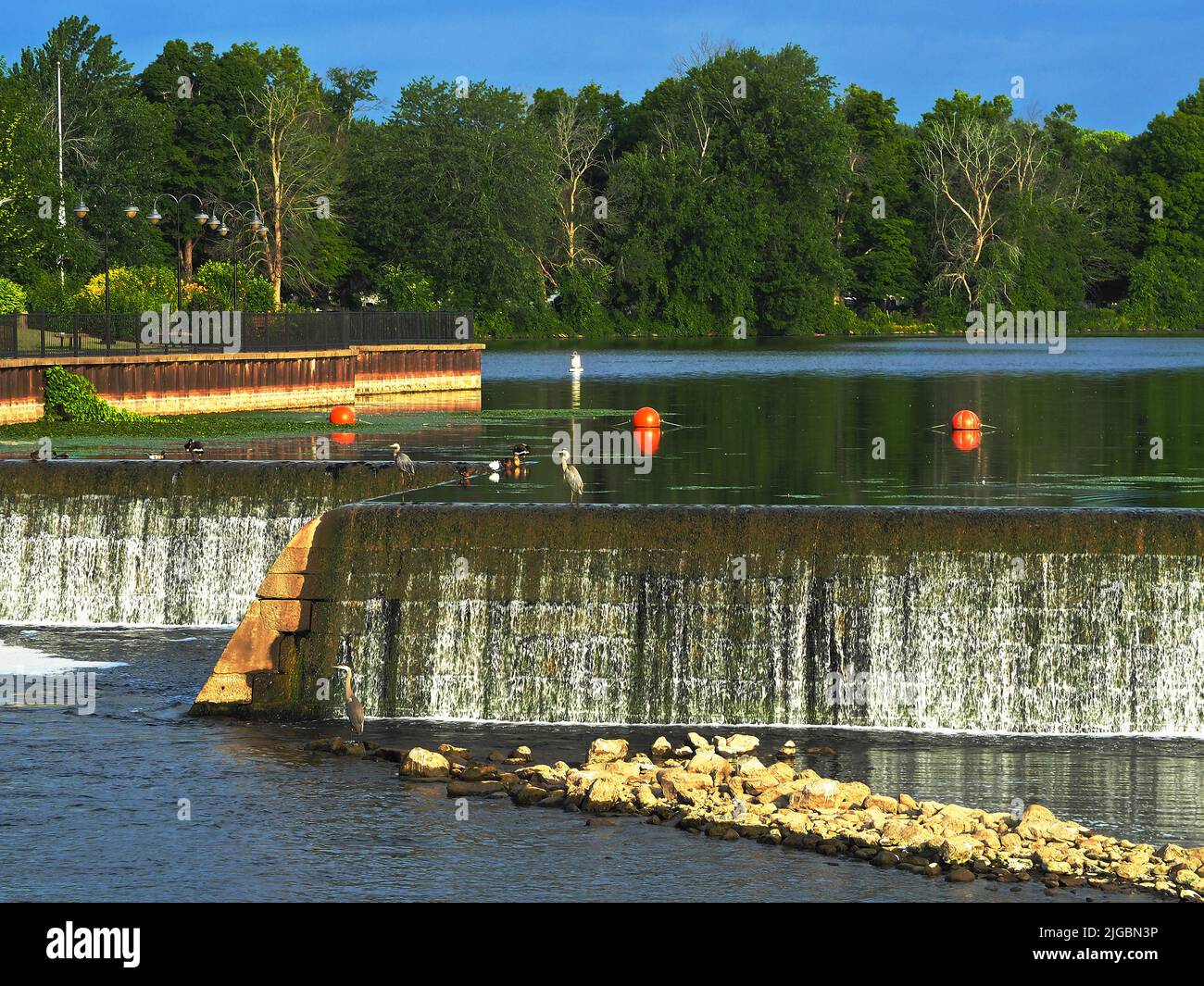 Vue sur Herons sur la rivière Seneca dans le petit village de Baldwinsville, New York Banque D'Images