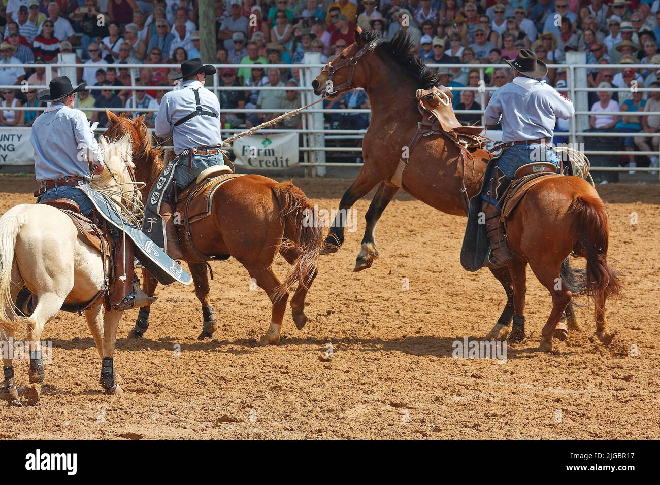 rodeo, 3 hommes corraling cheval de chasse, travail, compétence, mouvement, spectateurs, concours, compétition, animal, personnes, foule, Floride ; Arcadia ; FL Banque D'Images