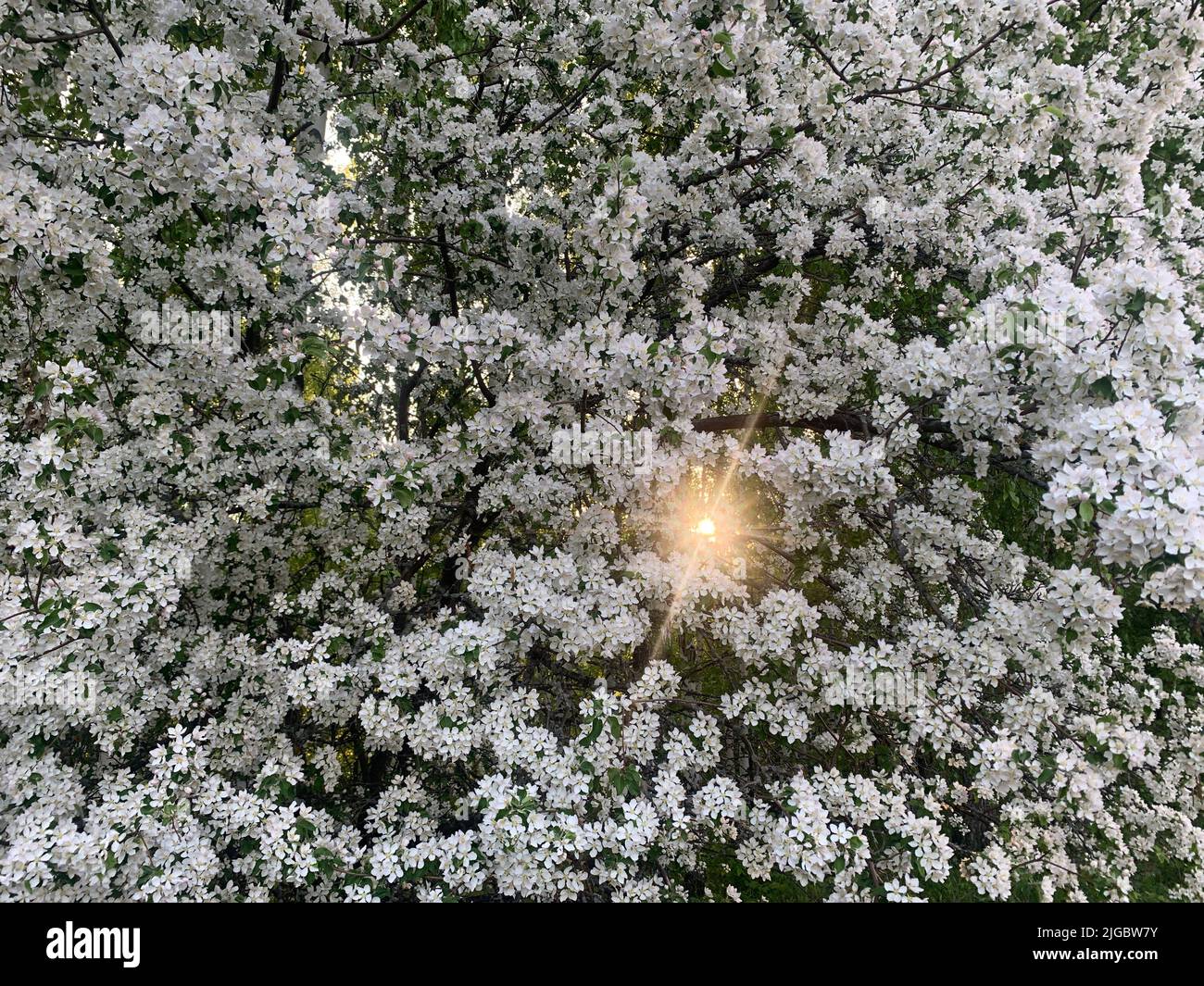 Arbre blanc en fleurs. Beau printemps Banque D'Images