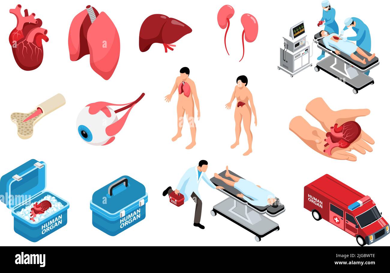 Ensemble d'organes humains donneurs isométriques avec icônes isolées de conteneurs de stockage d'organes anatomiques et illustration de vecteurs de caractères humains Illustration de Vecteur