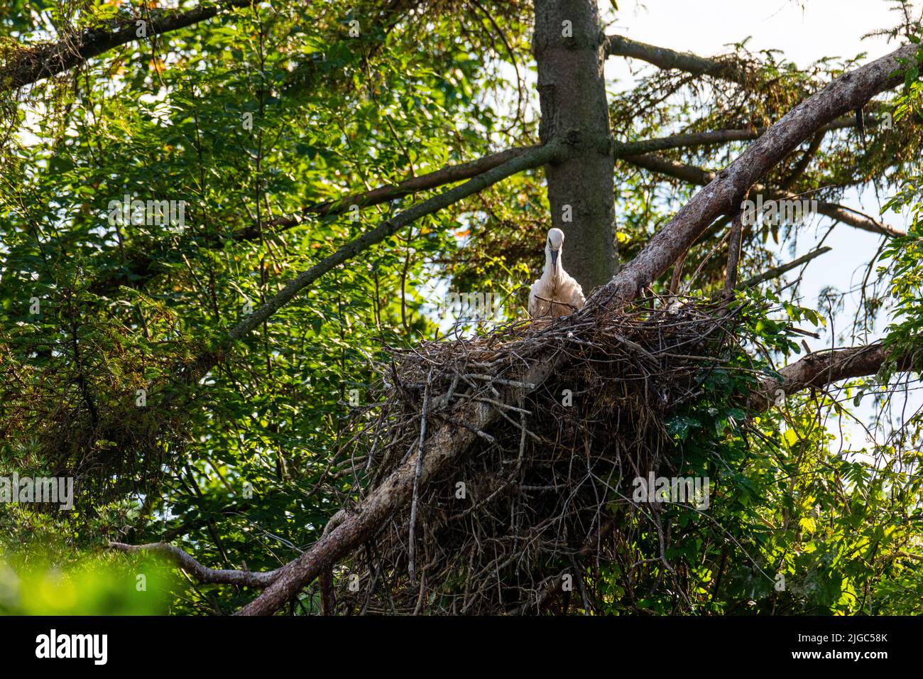 jeunes cigognes dans un nid haut dans l'arbre lors d'une belle journée d'été Banque D'Images