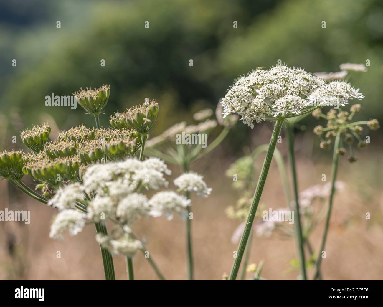 Têtes fleuries d'Umbellifer connu sous le nom de Hotweed / Cow Parsnip / Heracleum sphondylium mauvaise herbe commune, dont la sève peut clocher la peau en plein soleil. Banque D'Images