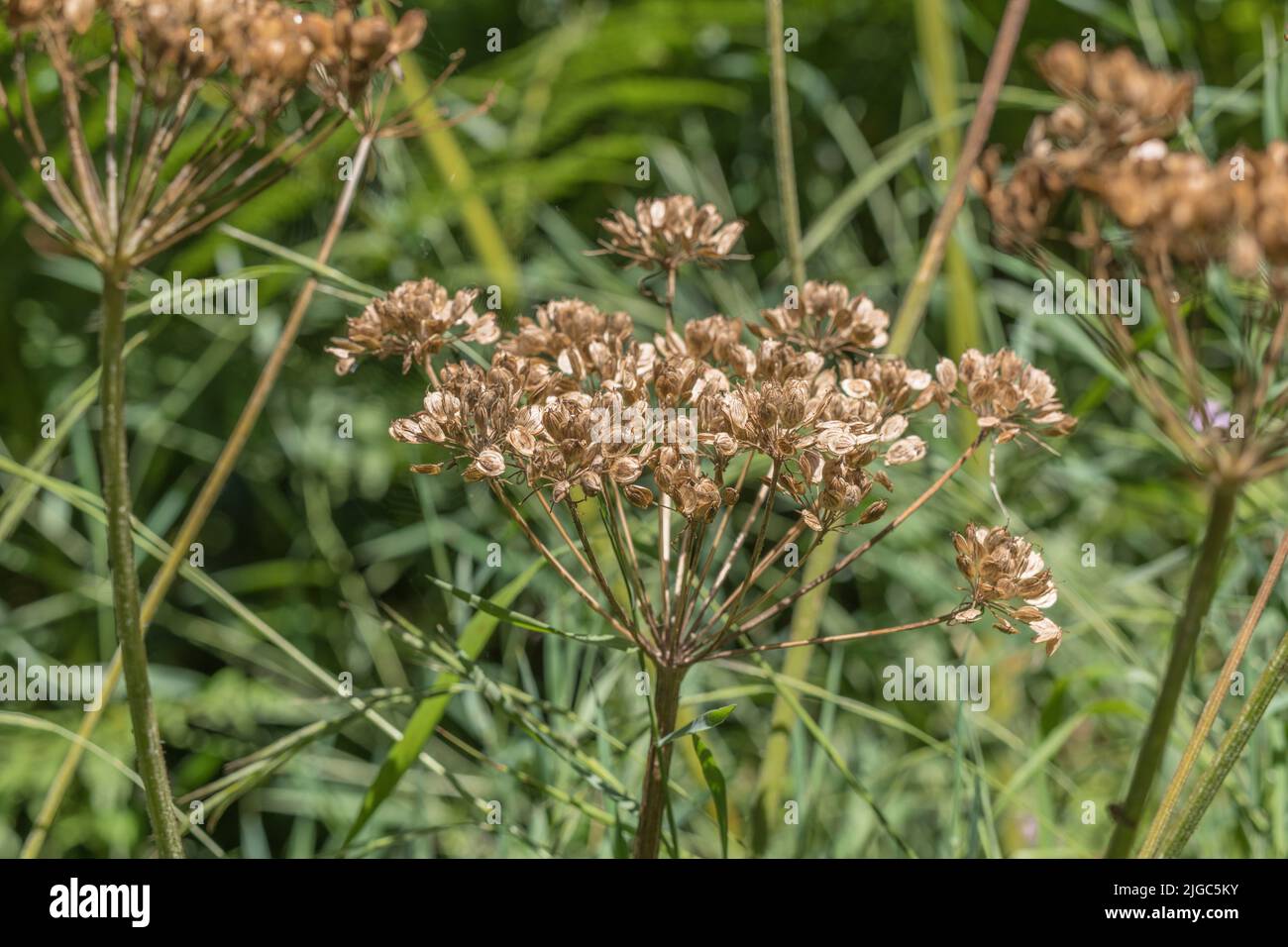Gros plan de graines mûres de Hotweed / Heracleum sphondylium montrant des stries de vittae dans le soleil. Famille du persil de vache. Mauvaises herbes courantes au Royaume-Uni. Banque D'Images