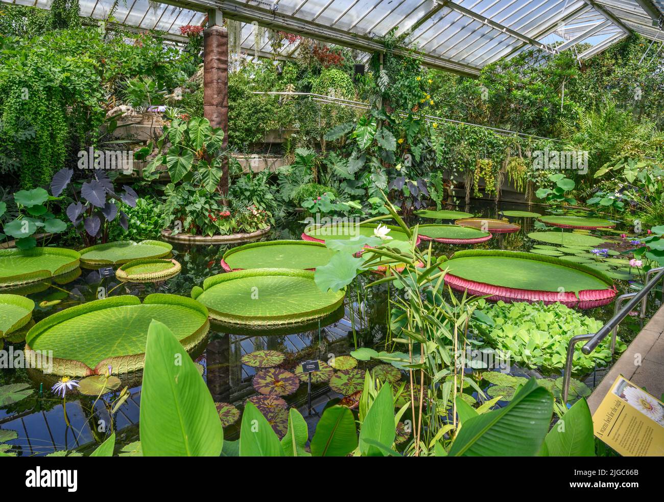 Giant Water Lilies (victoria amazonica), Princess of Wales Conservatory, Kew Gardens, Richmond, Londres, Angleterre, ROYAUME-UNI Banque D'Images