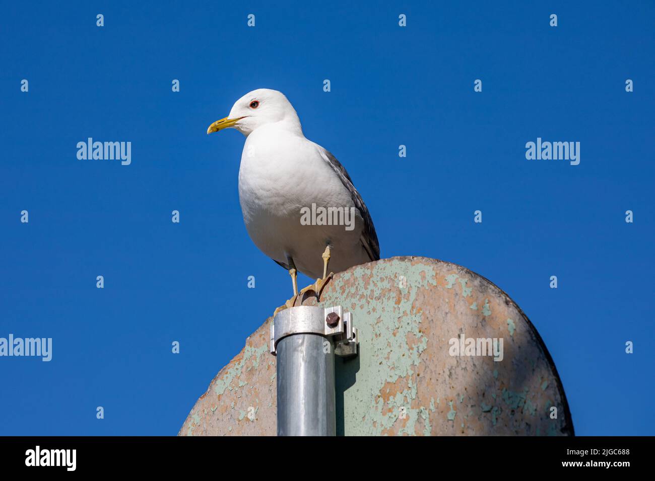 Le gull commun ou le canus Larus perçant sur le panneau de signalisation Banque D'Images