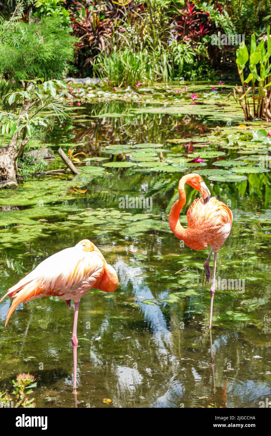 Bonita Springs Florida, Everglades Wonder Gardens, jardin botanique refuge la faune blessée expose l'attraction touristique flamants roses flamants flamants flamants flamants Banque D'Images