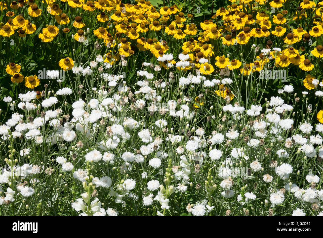 Jardin blanc jaune, plantes, Centaurea 'Snow Man', Helenium 'El Dorado', Centaurea, Helenium, bordure florale d'été Banque D'Images