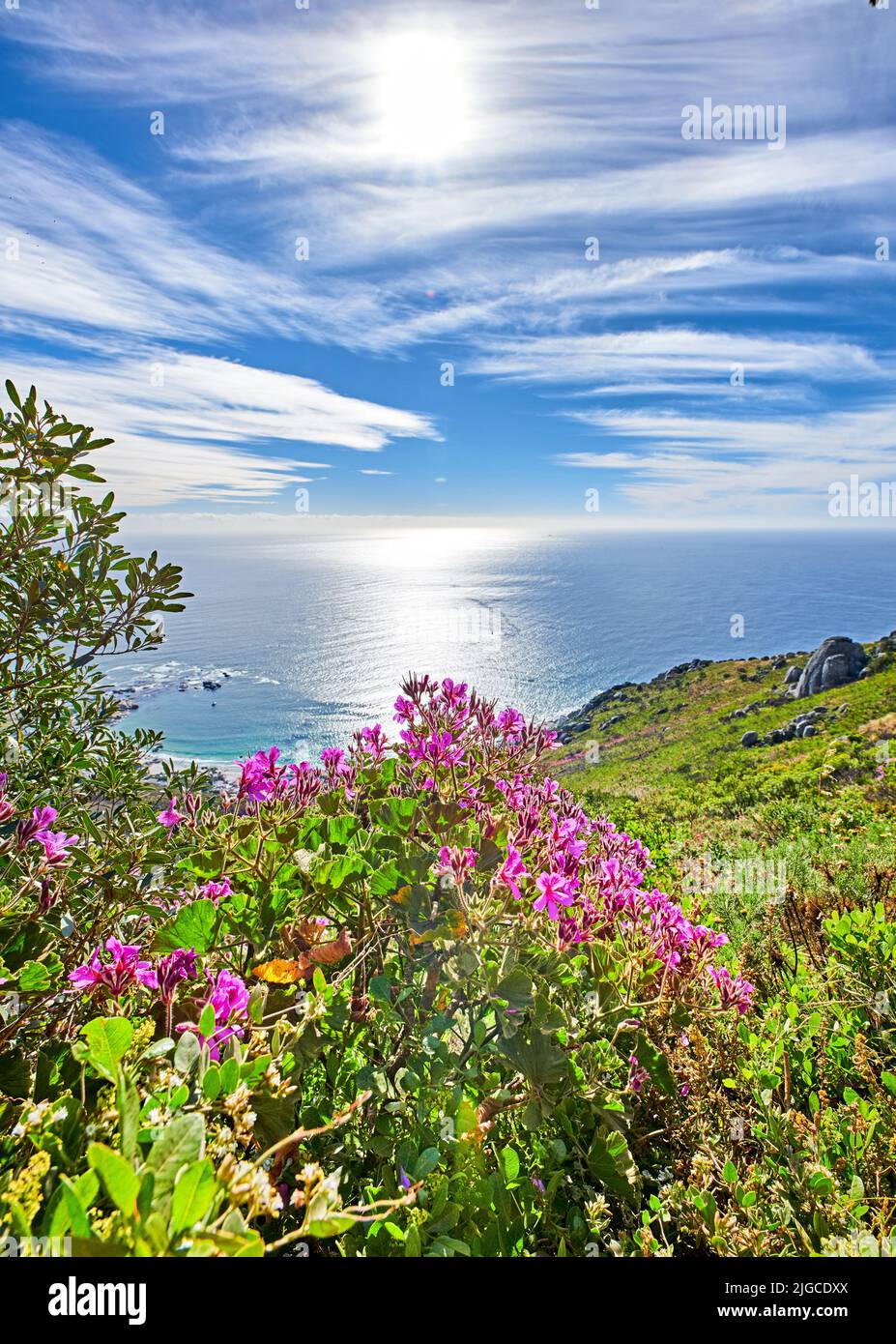 Vue sur le paysage et l'océan bleu pendant la journée. Voyage à l'étranger pour de beaux paysages. Fleurs sauvages de montagne en Afrique du Sud appelées géranium de Regal Banque D'Images