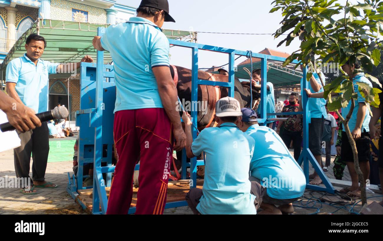 Portrait des personnes préparant des outils d'abattage d'animaux sacrificiels pendant Eid al-Adha Banque D'Images