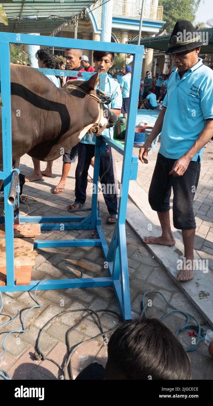Portrait des personnes préparant des outils d'abattage d'animaux sacrificiels pendant Eid al-Adha Banque D'Images