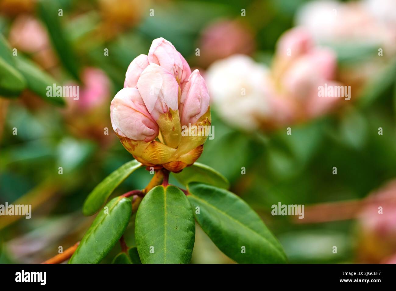 Le Rhododendron est un genre de 1 024 espèces de plantes ligneuses de la famille des heath, soit à feuilles persistantes, soit à feuilles caduques, et se trouve principalement en Asie, bien qu'il soit Banque D'Images