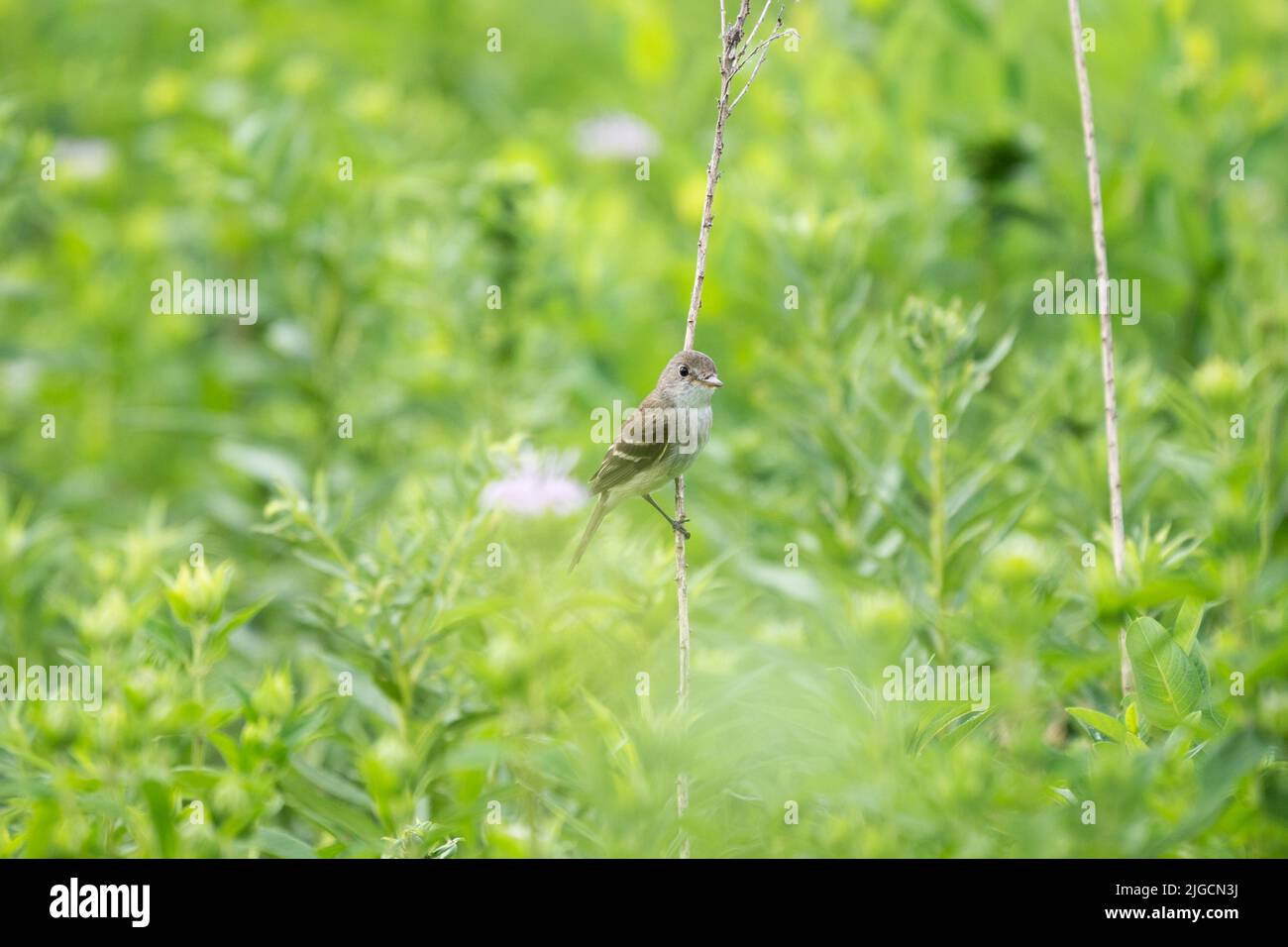 Un flycatcher de saule perché sur une brindille sur un fond vert. Banque D'Images