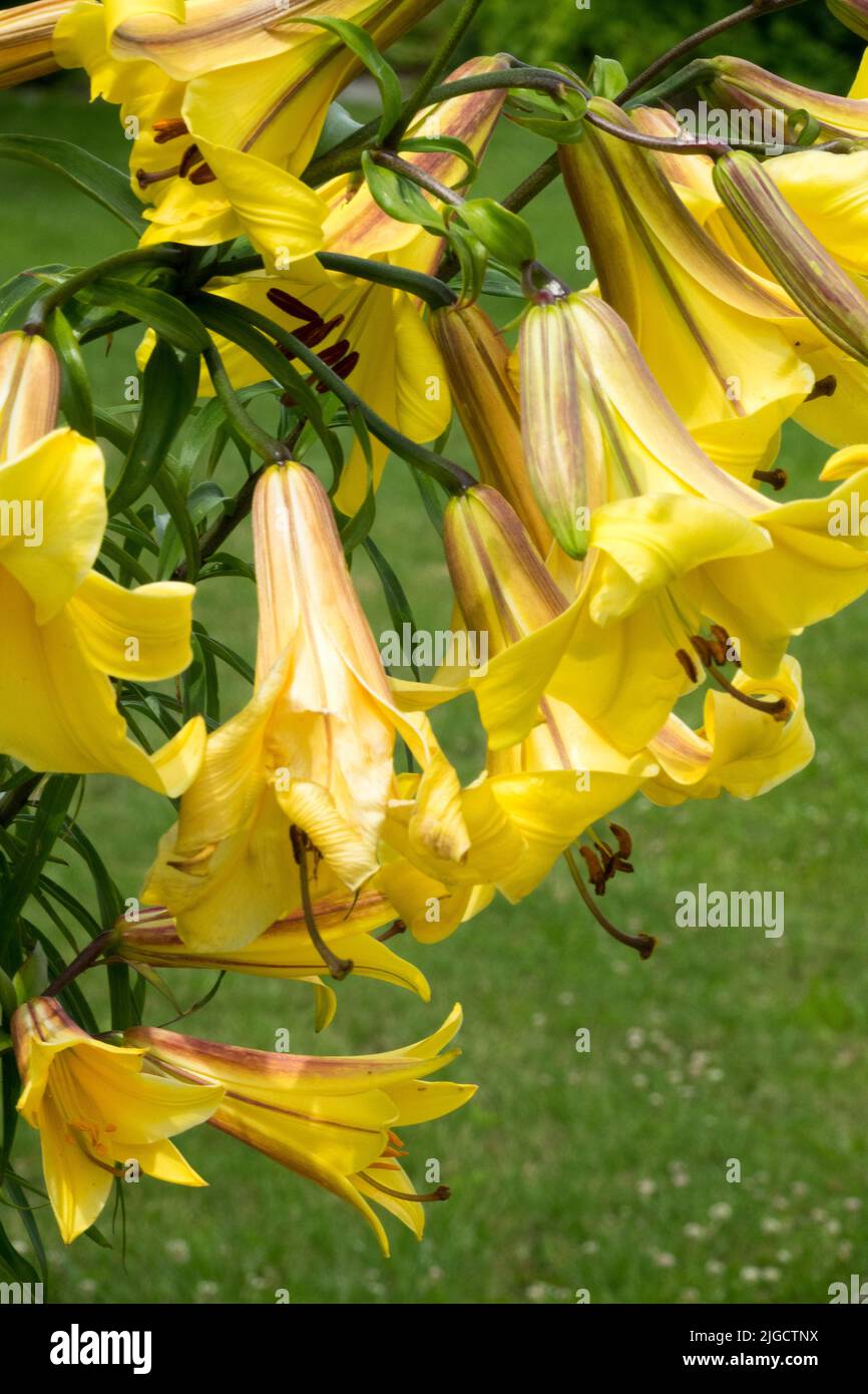 Fleurs de lilium jaune, lilies magnifique hybride plante de juillet Lilium 'Golden Splendor' Banque D'Images