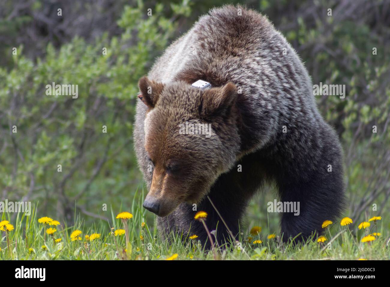 grizzli errant à travers les pissenlits Banque D'Images