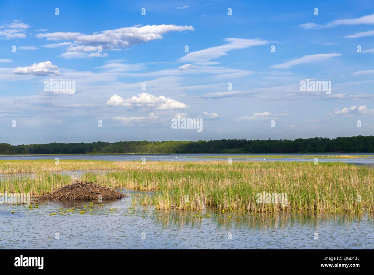 Beaver Lodge et Cygnus buccinator (cygnus buccinator). Crex Meadows Wildlife Management Area, WI, États-Unis, par Dominique Braud/Dembinsky photo Assoc Banque D'Images