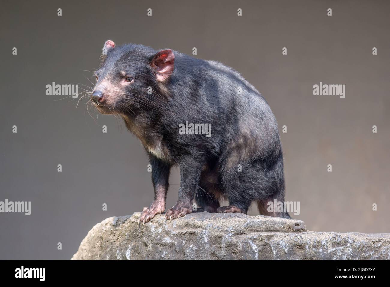 Gros plan d'un diable de Tasmanie (Sarcophilus harrisii), le plus grand marsupial carnivore, debout sur un rocher et en observant les environs. Banque D'Images