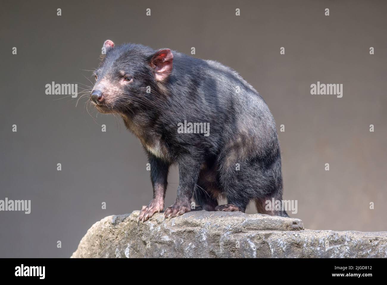 Diable de Tasmanie (Sarcophilus harrisii) en vue. Ce sont les plus grands marsupiaux carnivores du monde. Banque D'Images