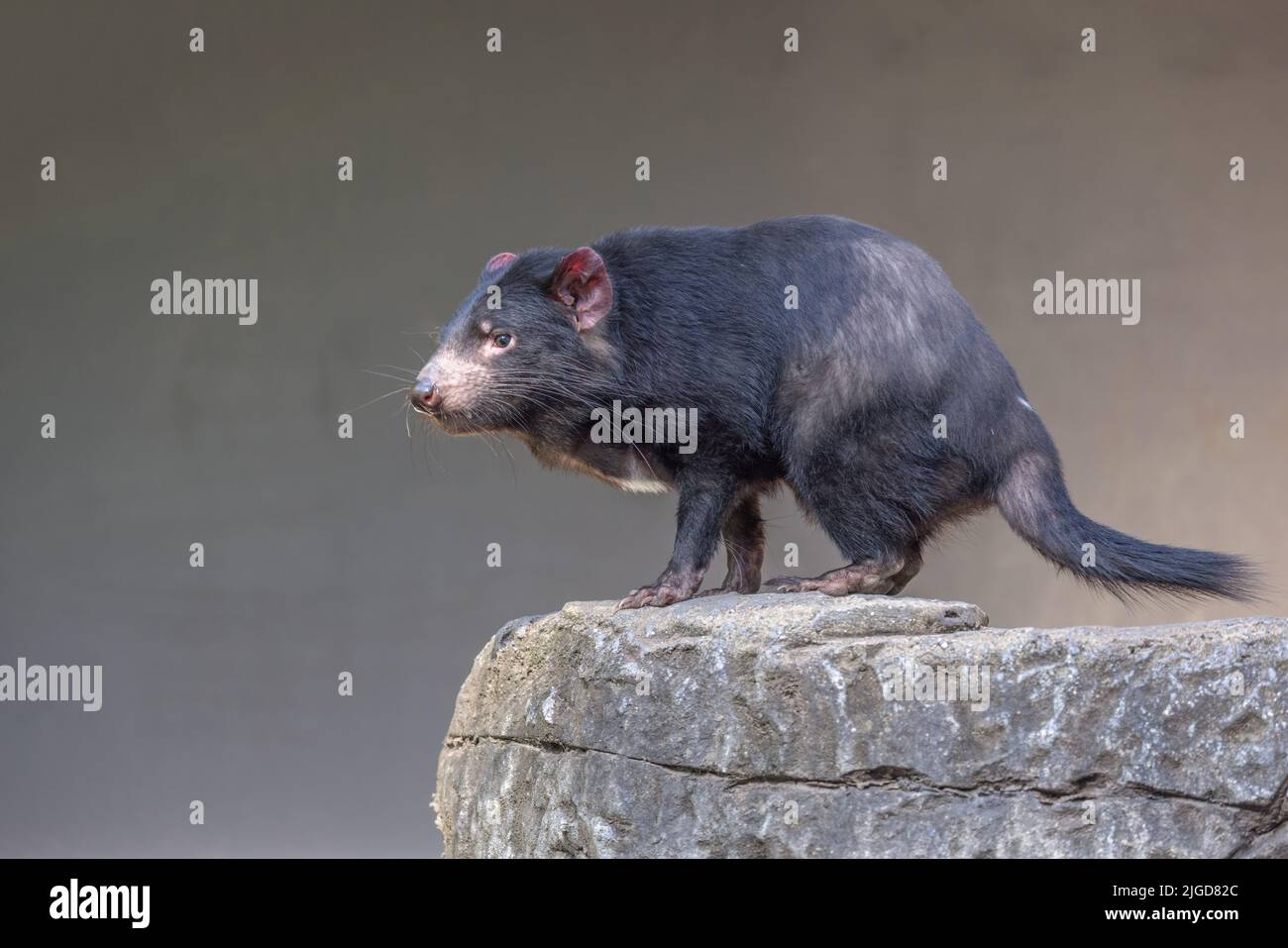 Diable de Tasmanie (Sarcophilus harrisii) debout sur un rocher. Ces marsupiaux australiens indigènes ont été déclarées une espèce en voie de disparition. Banque D'Images