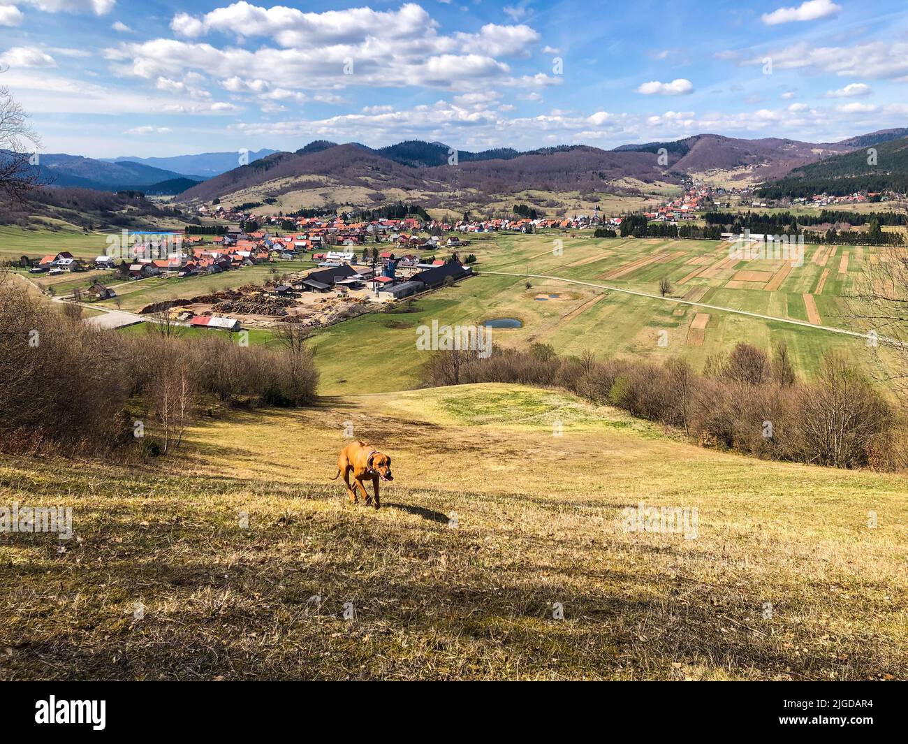 Un chien de ferme montant une colline contre une ville dans la campagne Banque D'Images
