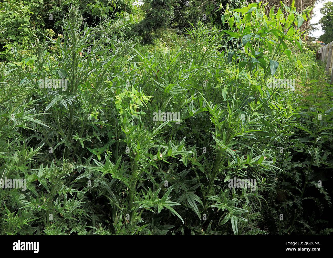 Jardin surcultivé, chardons et mauvaises herbes dans le jardin Banque D'Images