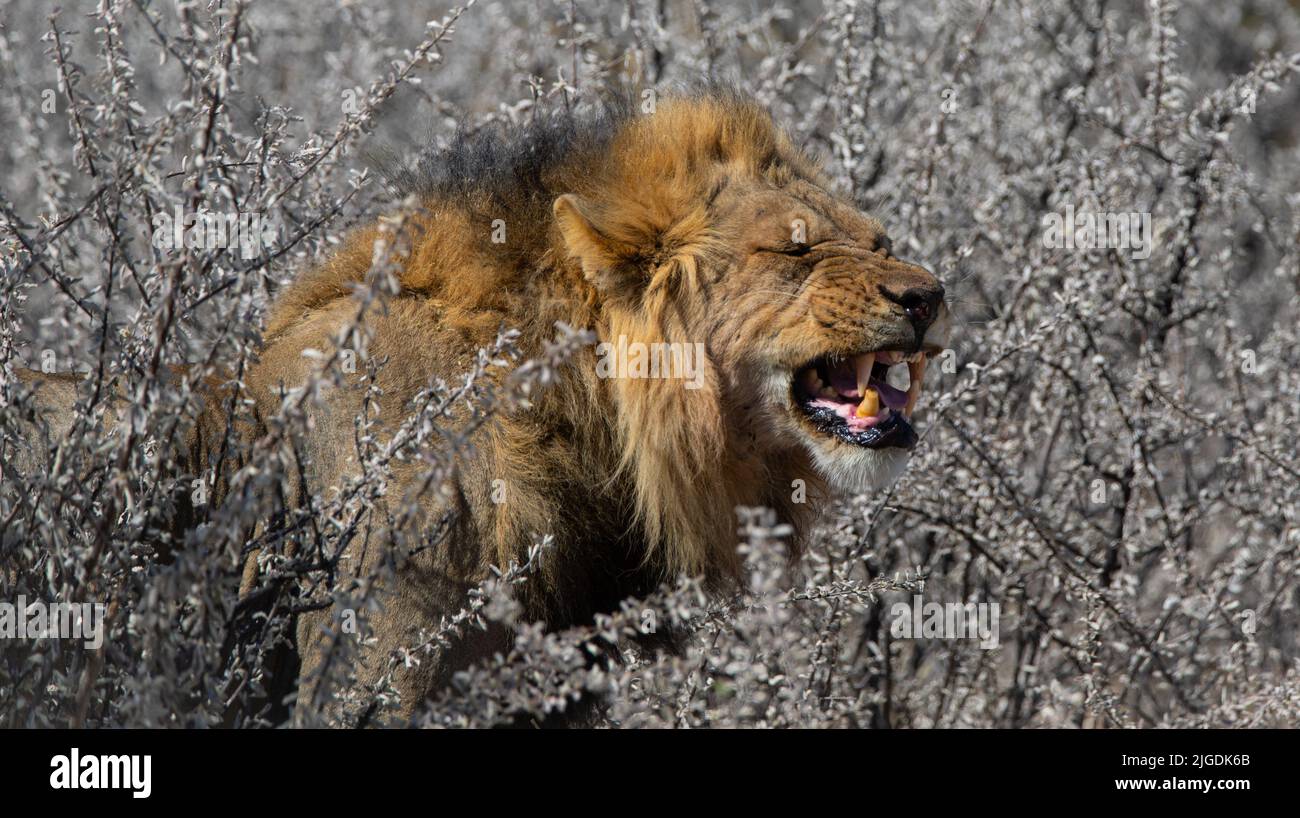 Un lion rugissant dans le désert de Kalahari, Botswana, Afrique australe Banque D'Images