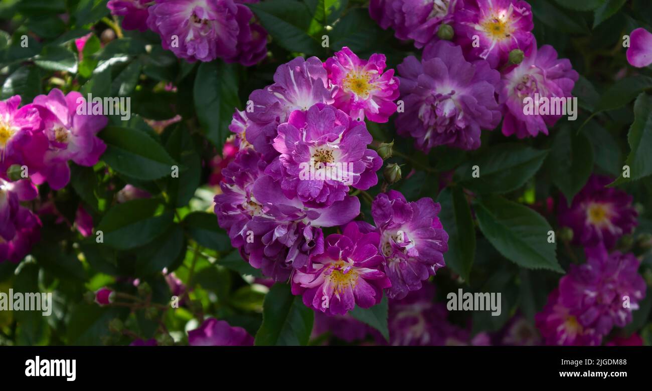 Les fleurs violettes de Veilchenblau grimpent dans le parc par une journée ensoleillée Banque D'Images
