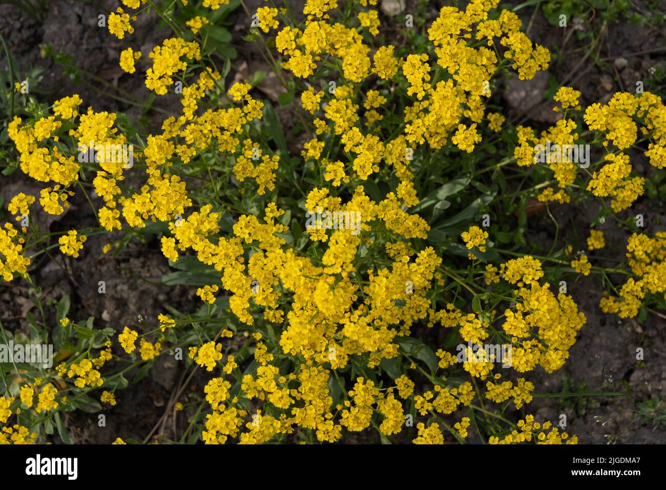 Panier d'or ou d'or Alyssum (Aurinia saxatilis) fleurs jaunes, plante parennale à feuilles persistantes de la famille des Brassicaceae, originaire d'Asie et Banque D'Images