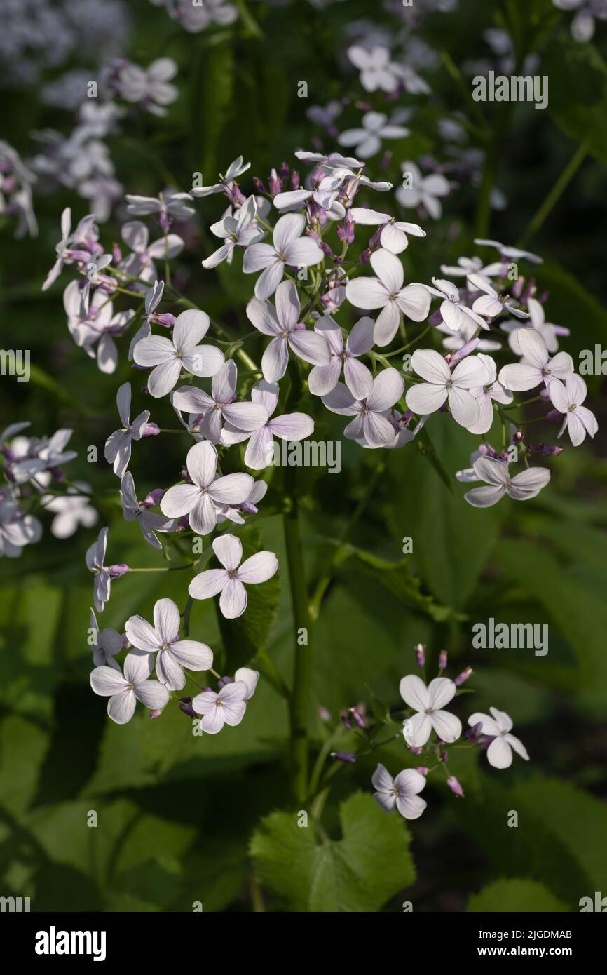 Lunaria rediviva L. fleurs, l'honnêteté éternelle dans la famille des Brassicaceae. Banque D'Images
