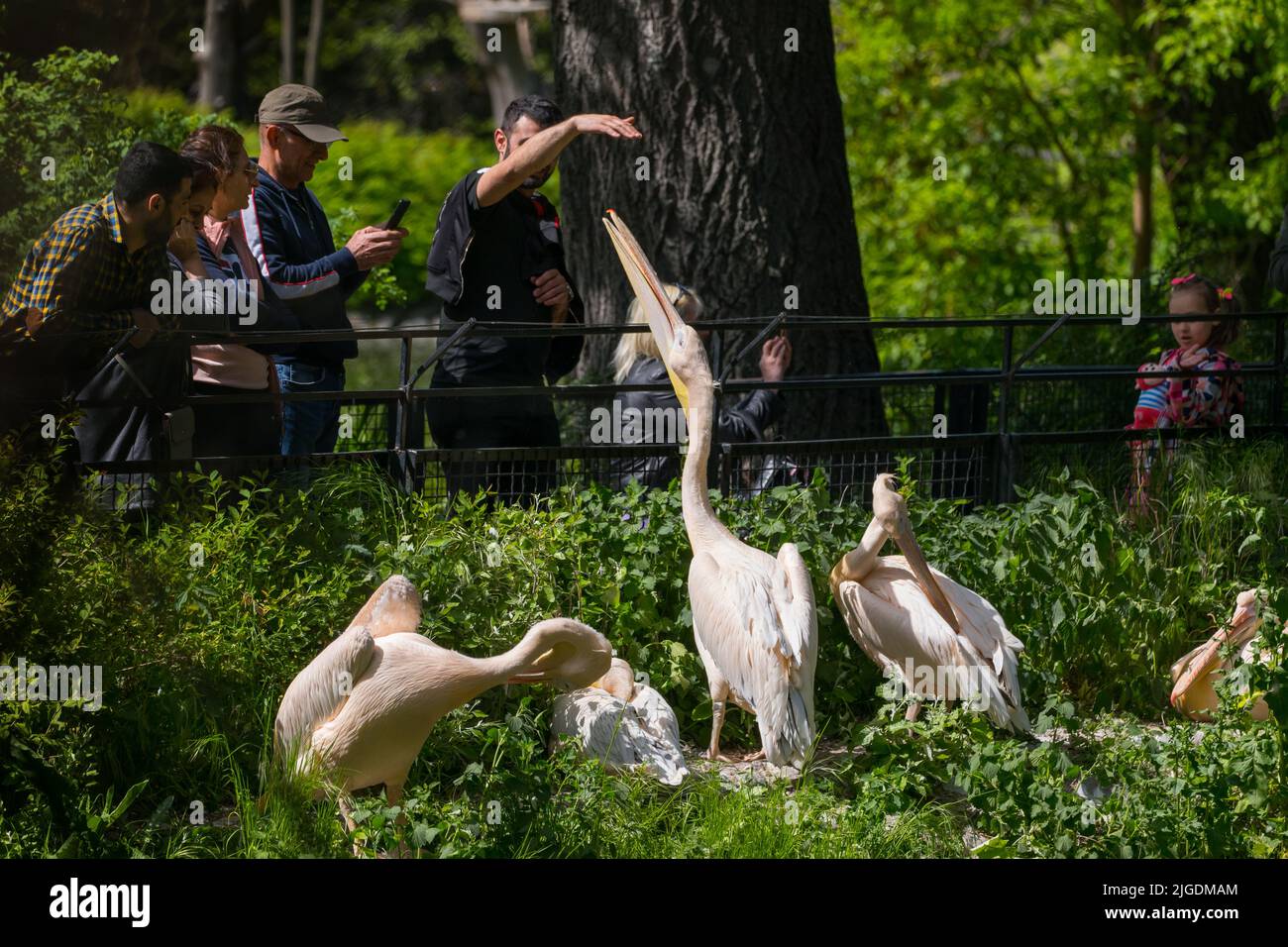 Varsovie, Pologne, les gens observent les Pélicains blancs de l'est (Pelecanus onocrotalus) à l'enclos des oiseaux dans le jardin zoologique de Varsovie. Banque D'Images