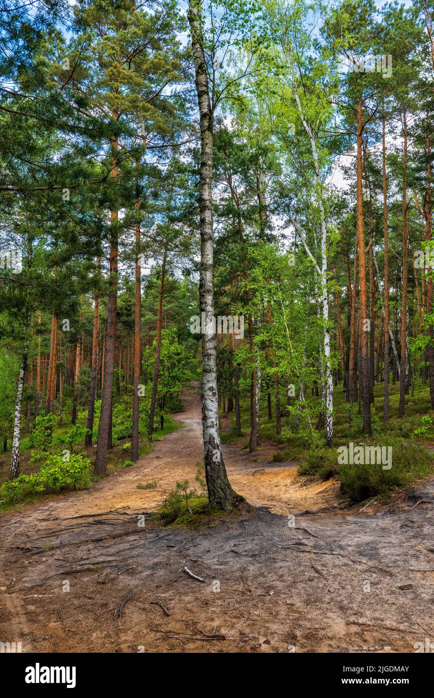 Sentier de randonnée avec bouleaux au milieu dans la forêt mixte du parc national de Kampinos au printemps, région de Masovia, Pologne. Banque D'Images