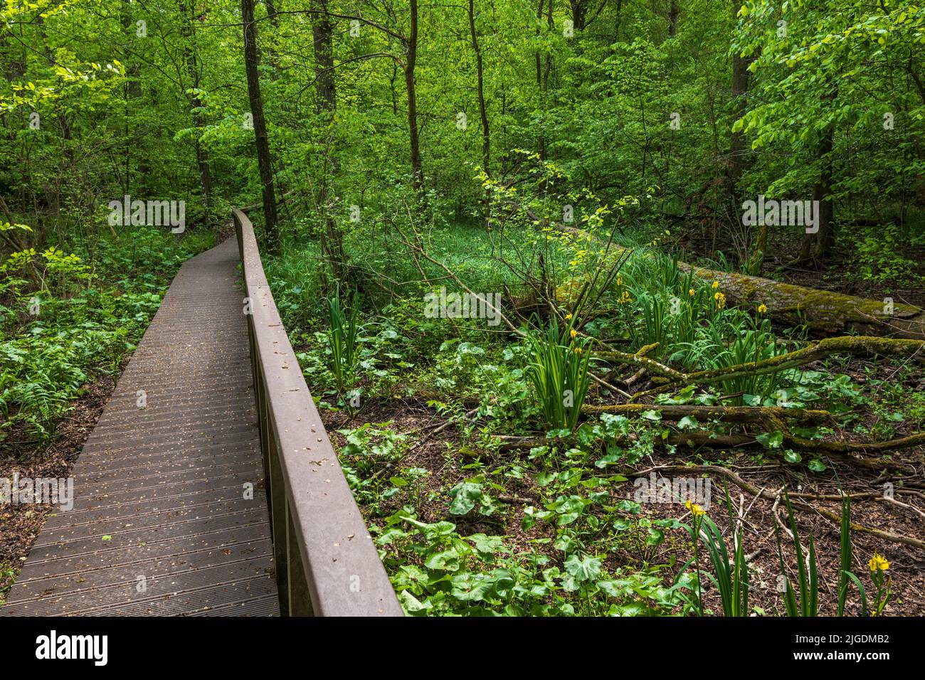 Chemin en bois à travers les marais de réserve naturelle dans la forêt de Kampinos du parc national de Kampinoski, région de Masovia, Pologne. Banque D'Images