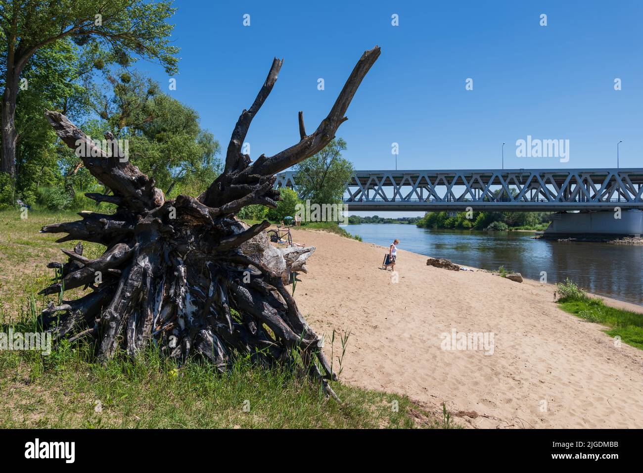 Plage à Modlin, près de la rivière Narew, avec racines d'un arbre déchu et pont Pancera à Masovia, Pologne. Banque D'Images