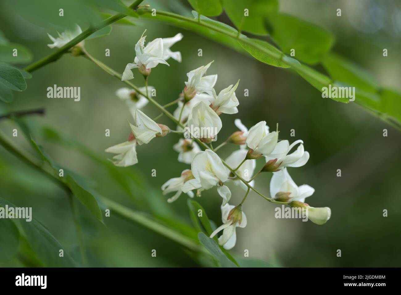 Locust noir Robinia pseudoacacia ou faux acacia en fleur, fleurs blanches délicates d'arbres décidus de la famille des pois: Fabaceae. Banque D'Images