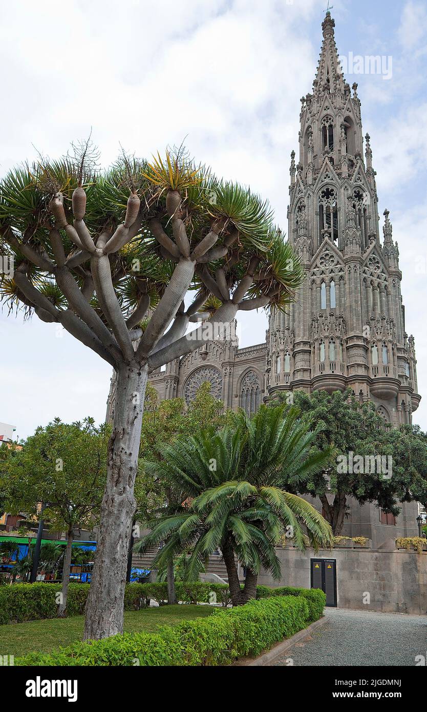 Dragon Tree (Dracaena draco) à la Cathédrale San Juan Bautista, point de repère de la ville, Arucas, Grand Canary, îles Canaries, Espagne, Europe Banque D'Images