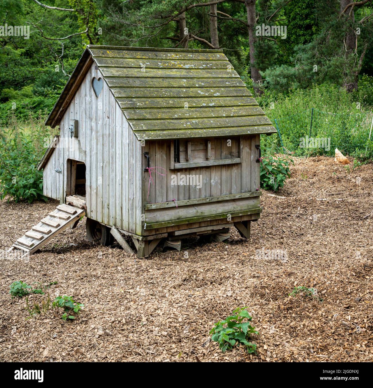 Poulailler en bois Banque de photographies et d’images à haute résolution Alamy