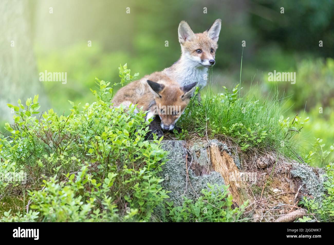 Une paire de petits renards mignons pose dans la forêt. Horizontalement. Banque D'Images