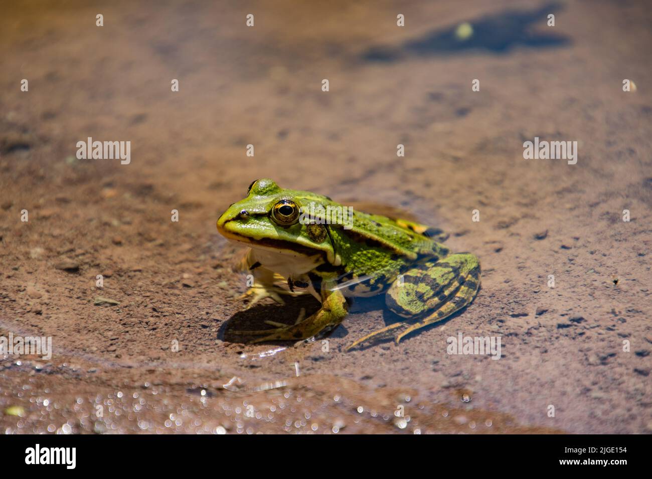 Grenouille assise au bord d'un étang, Pélophylax esculentus Banque D'Images