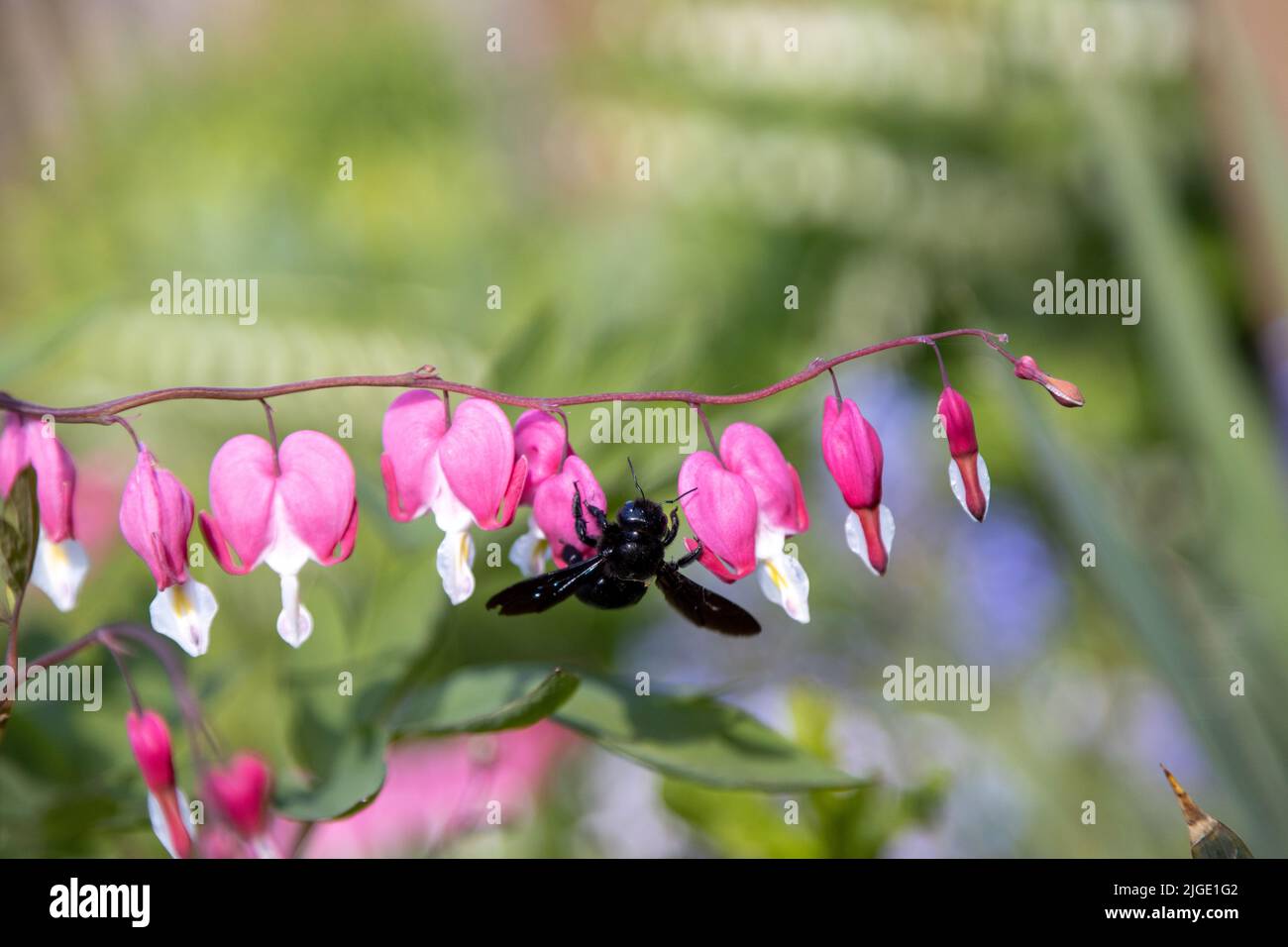 Une grosse abeille en bois bleu recherche du pollen sur une fleur de coeur, Lamprocapnos spectabilis. Banque D'Images