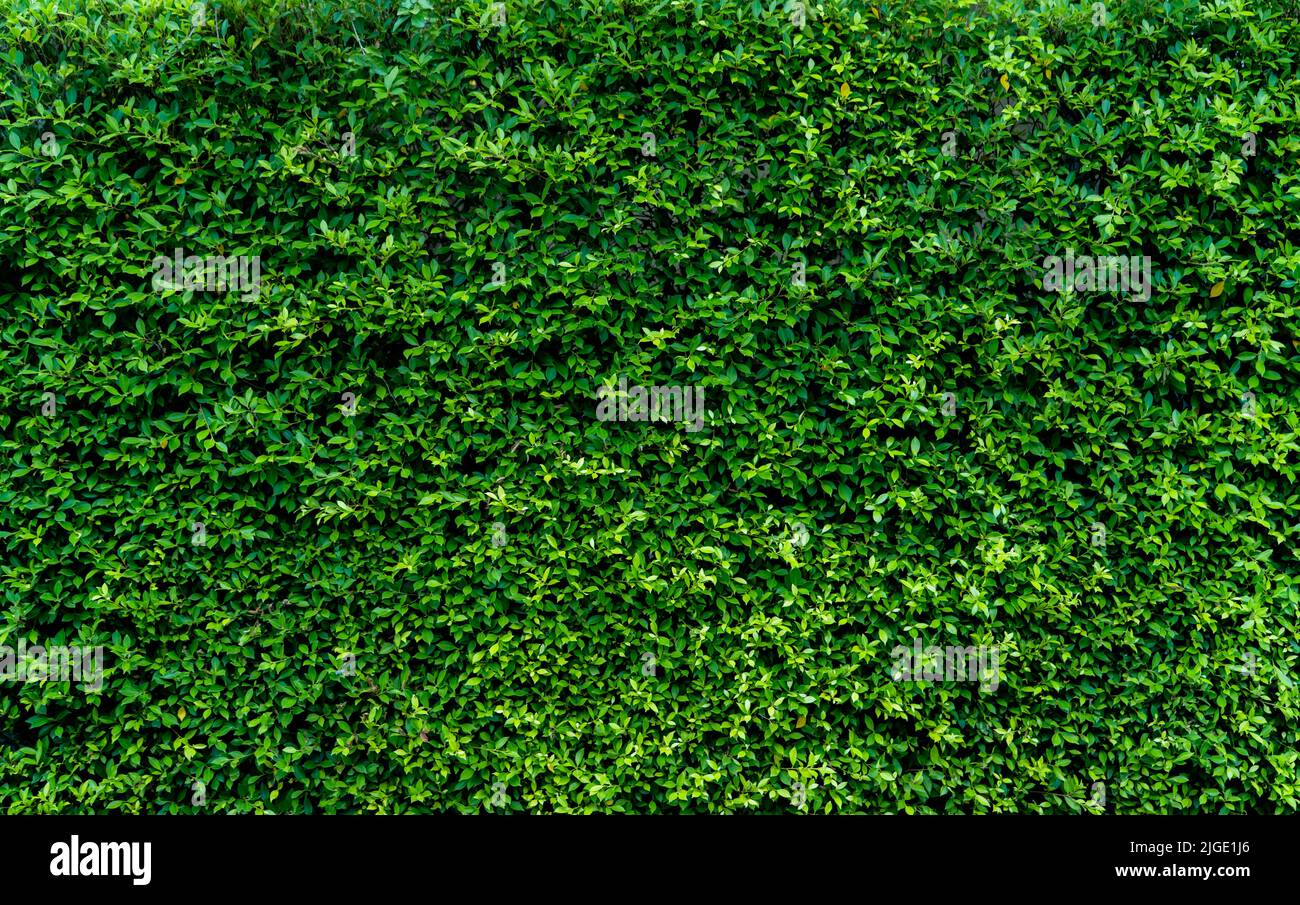 Petites feuilles vertes sur fond de texture de la paroi de haie. Gros plan plante de haie verte dans le jardin. Mur de haies écologique à feuilles persistantes. Toile de fond naturelle. La beauté dans la nature Banque D'Images