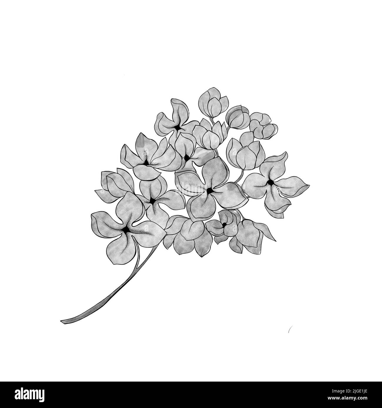 esquisse détaillée d'une branche d'hortensia. Plante à fleurs pour l'amacha japonais tisane. Dessin botanique pour cartes. Banque D'Images