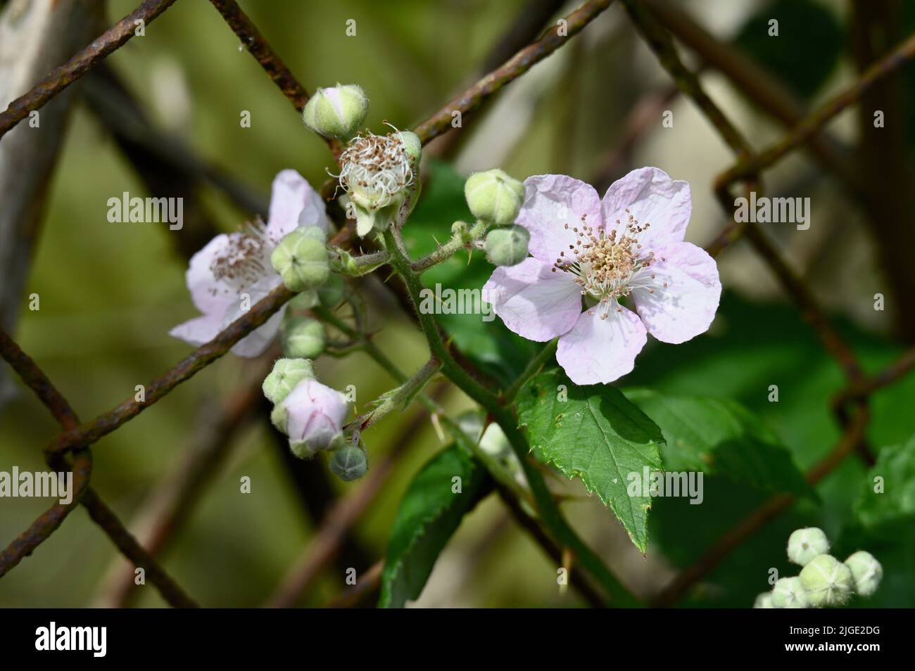 BlackBerry Blossom, Sidcup, Kent. ROYAUME-UNI Banque D'Images