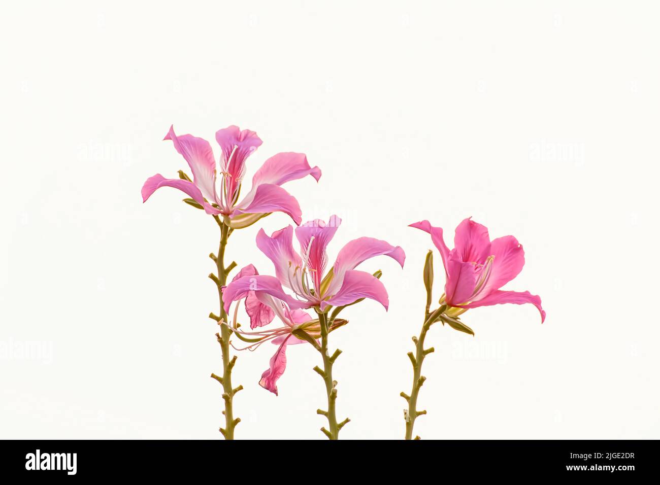 Un gros plan de belles fleurs de purpurea de Bauhinia sur fond blanc Banque D'Images
