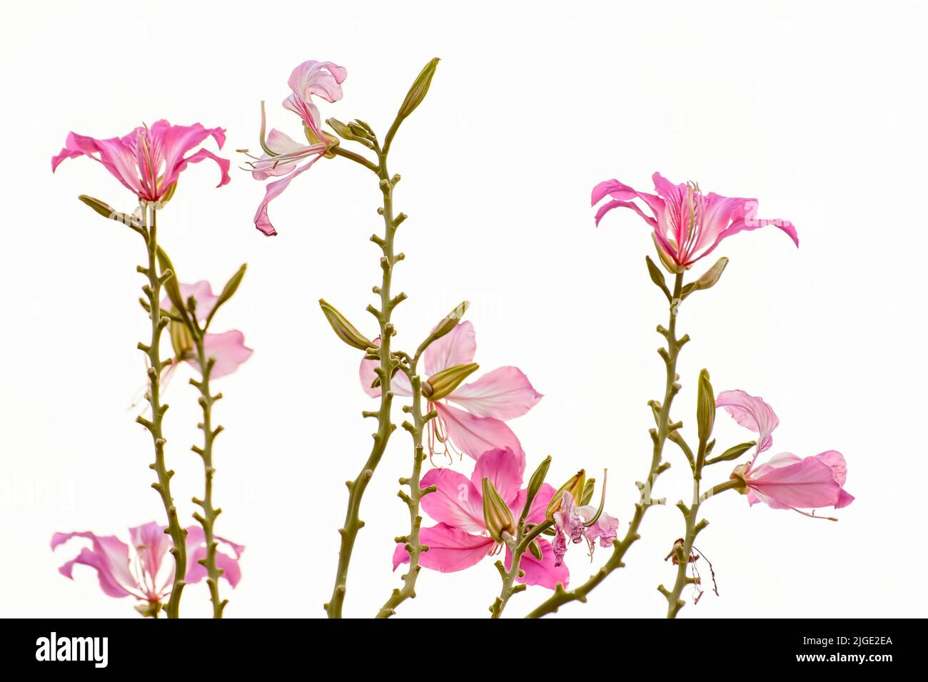 Un gros plan de belles fleurs de purpurea de Bauhinia sur fond blanc Banque D'Images