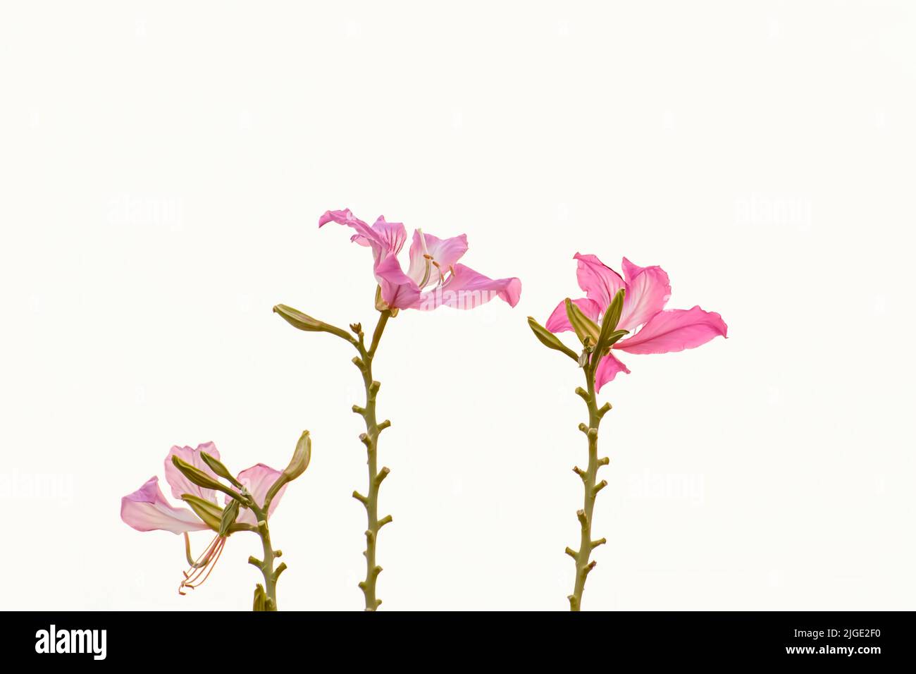 Un gros plan de belles fleurs de purpurea de Bauhinia sur fond blanc Banque D'Images