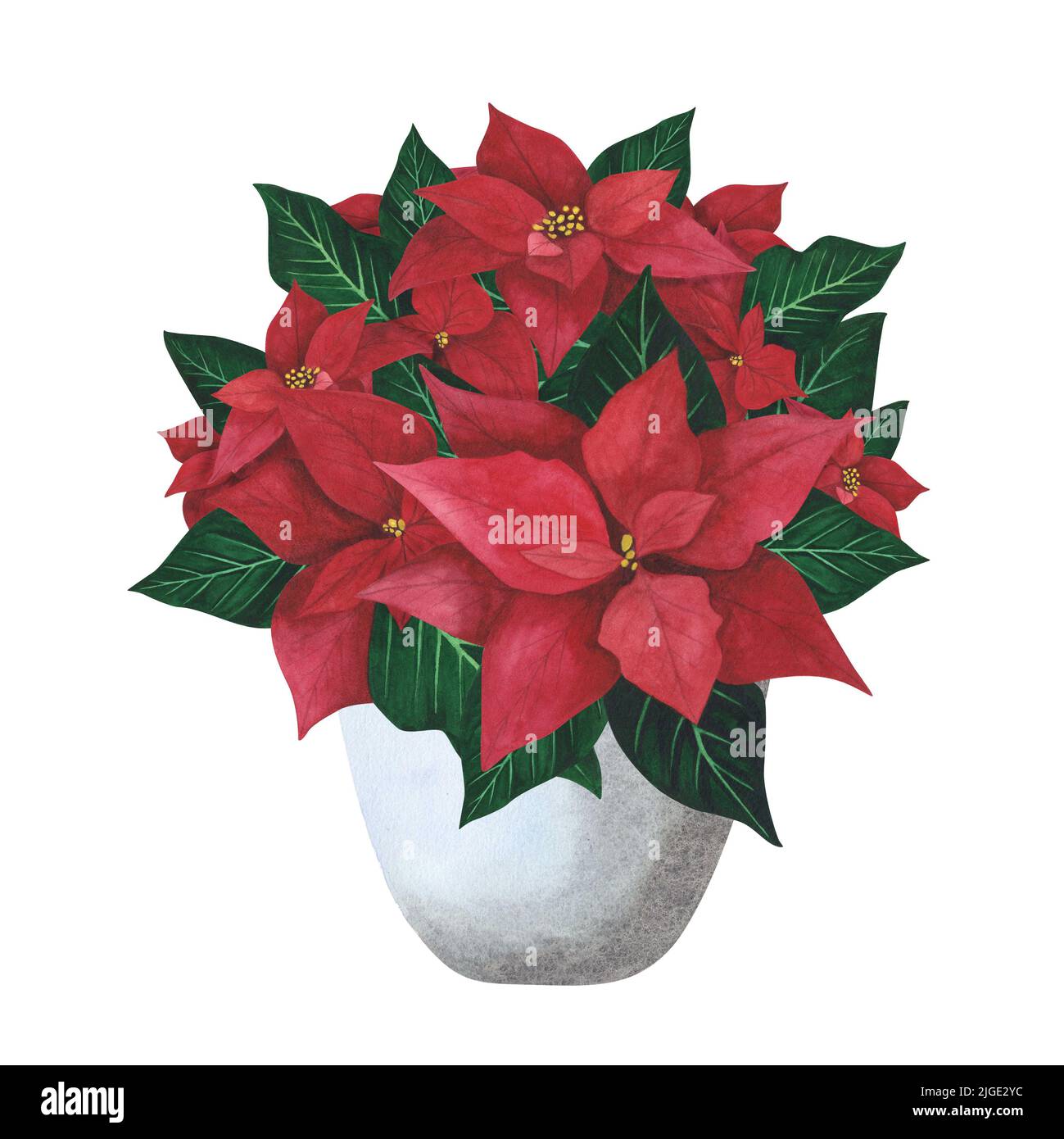 Fleur de Noël poinsettia en pot gris planté isolé sur fond blanc. Aquarelle botanique dessin de Noël à la main. Art pour le design decora Banque D'Images