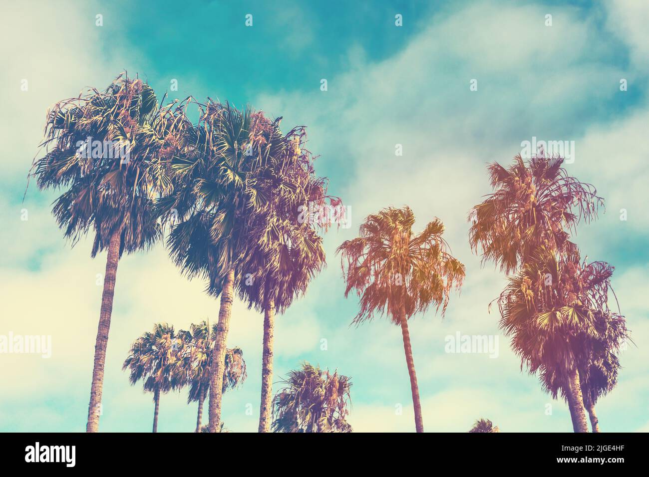 Carte postale rétro de palmiers sur la plage de Venise à Santa Monica, en Californie Banque D'Images