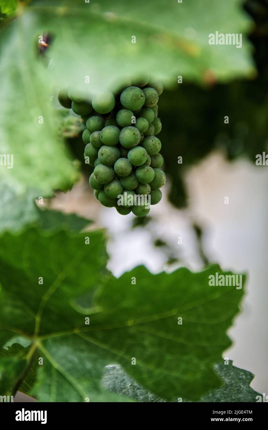 Immature, des petits pains suspendus de raisins dans un vignoble à Hajós, Hongrie. Banque D'Images