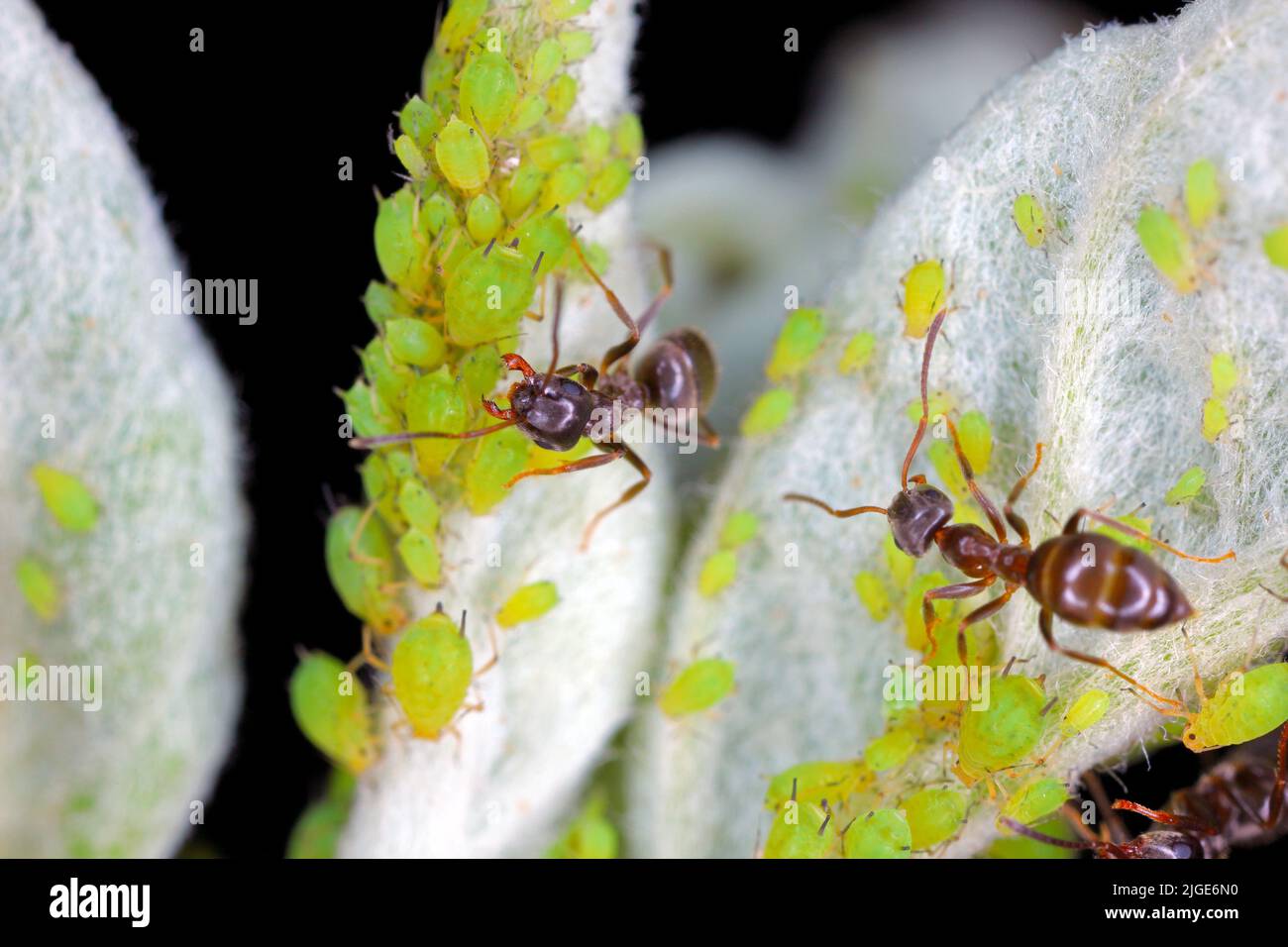 Fourmis prenant soin des pucerons. Banque D'Images