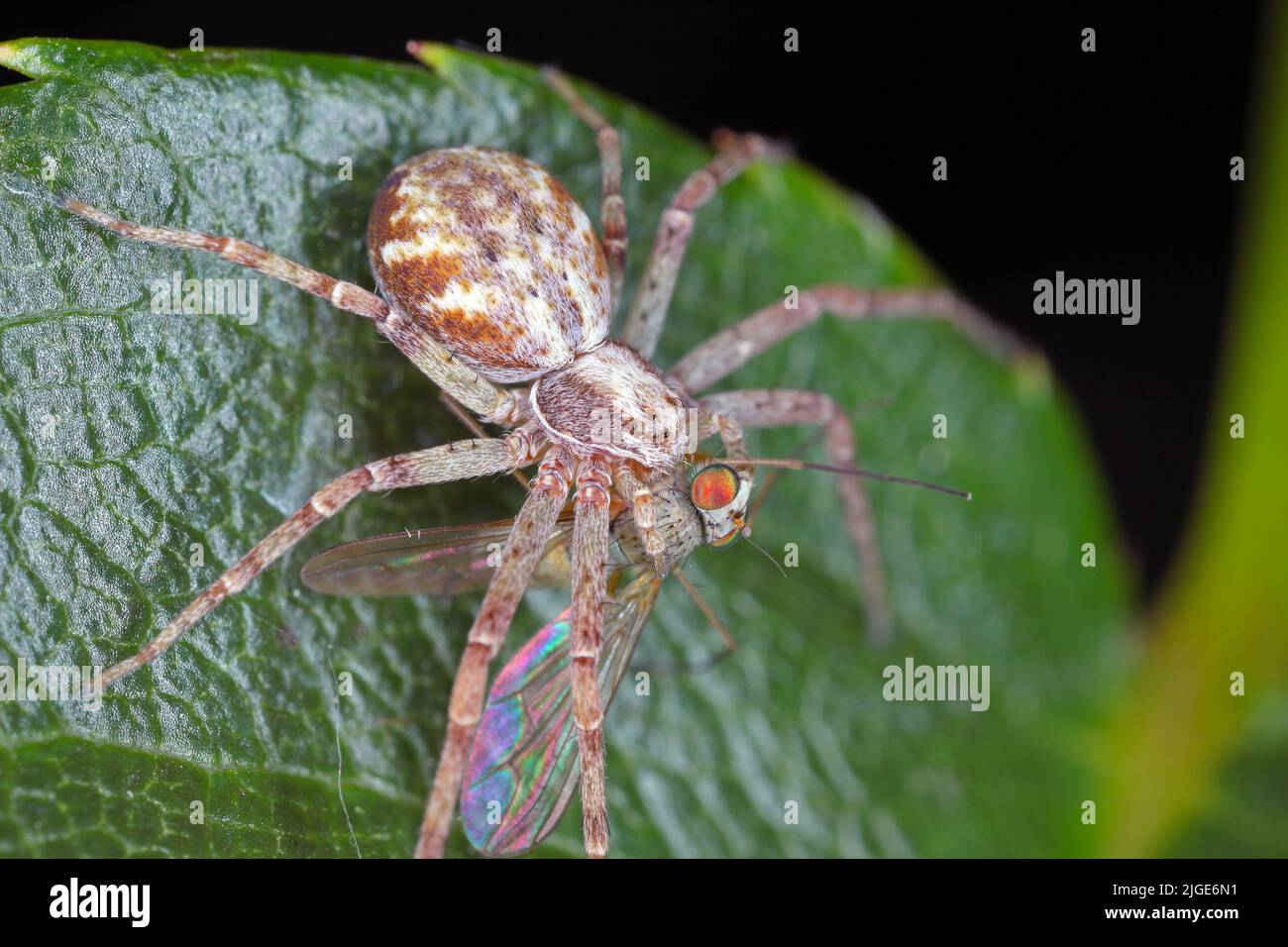 Une araignée avec sa proie hunted - une mouche. Banque D'Images