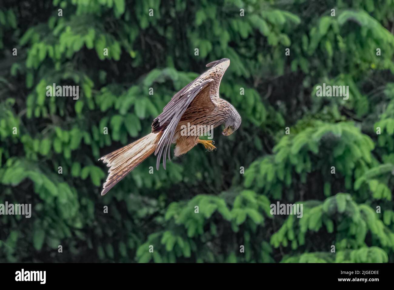 Un cerf-volant rouge en vol. Il regarde ses talons pour la nourriture qu'il vient de prendre Banque D'Images